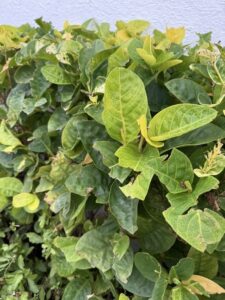 2025 06 28 Honolulu 01