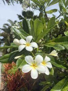 2025 06 28 Honolulu 02